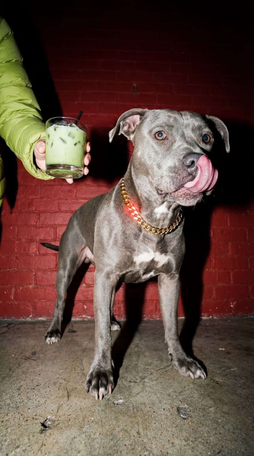 Matcha with a dog