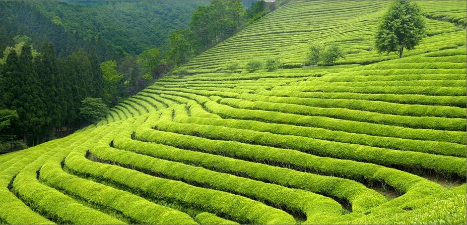 Terraced green tea plantation
