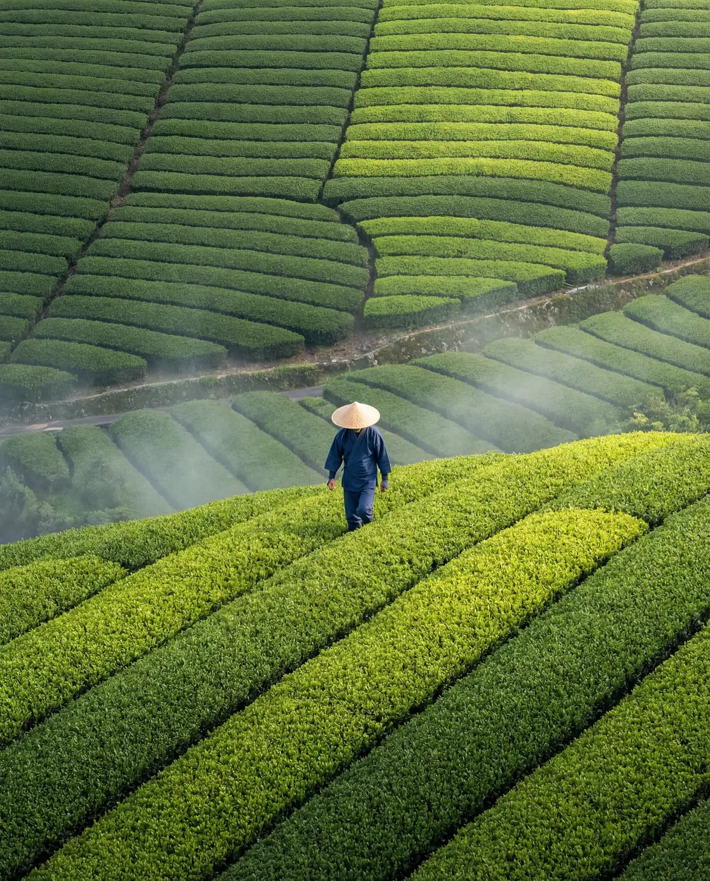 Tea farmer walking the misty rows of a shade-grown plantation